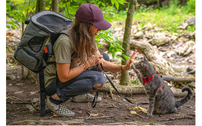 How to travel with a cat without going crazy