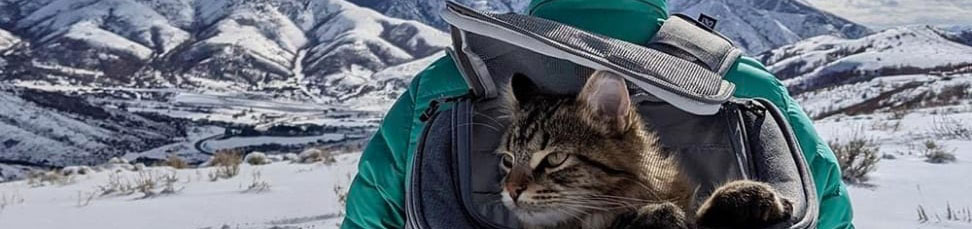 Backpacks for cats Backpacks for cats